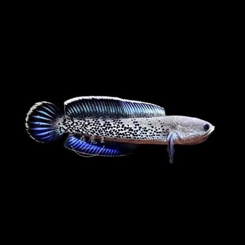 幻彩藍寶石雷龍魚價格是多少（幻彩藍寶石雷龍魚價格）