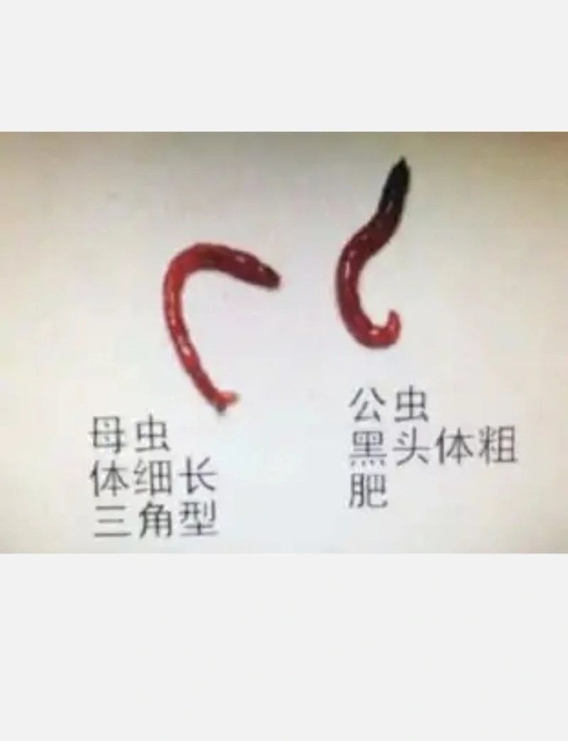 如何消毒活餌喂給六角恐龍（六角恐龍的喂養(yǎng)指南）