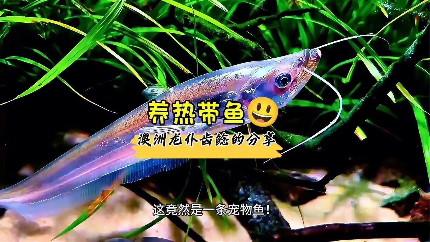 澳洲龍魚的市場價格是多少（澳洲龍魚價格一般多少？）