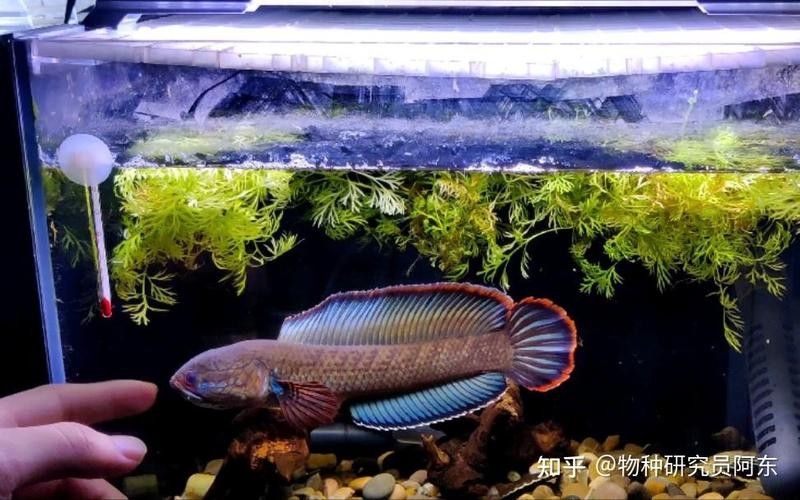 彩虹雷龍魚多久繁殖一次？（彩虹雷龍魚的性成熟標(biāo)準(zhǔn)）