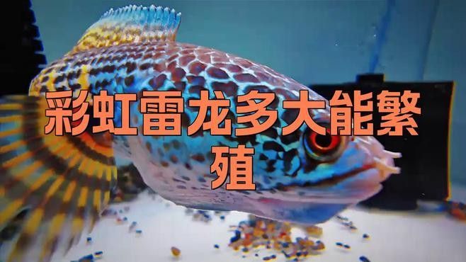 彩虹雷龍魚多久繁殖一次？（彩虹雷龍魚的性成熟標(biāo)準(zhǔn)）