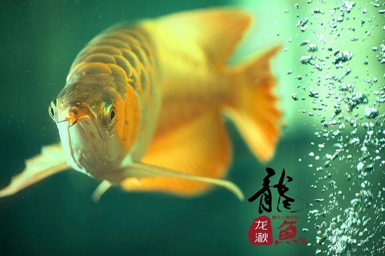 高淳哪個水族館龍魚好？祥龍魚場龍魚（南京祥龍魚場龍魚的價格范圍是多少？）