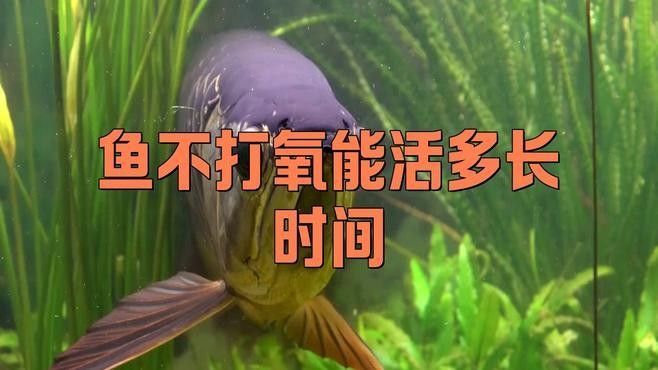 龍魚張嘴呼吸多久會死（魚缸里魚老死3大隱形殺手+5招保命）
