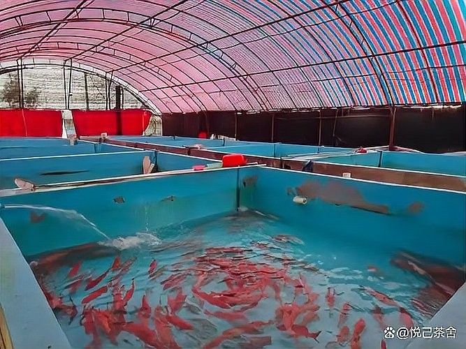 龍魚張嘴呼吸多久會死（魚缸里魚老死3大隱形殺手+5招保命）