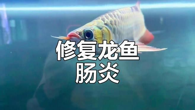 龍魚病后多久能恢復