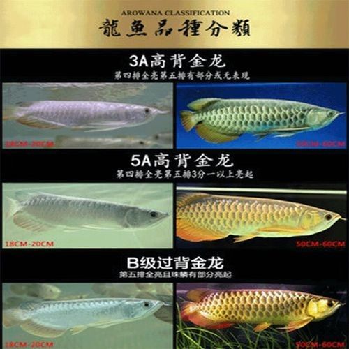 24K金龍魚的價格是多少？（24k金龍魚價格是多少）