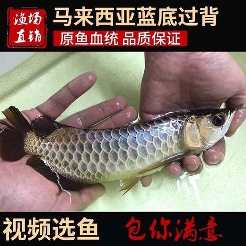 24K金龍魚的價格是多少？（24k金龍魚價格是多少）
