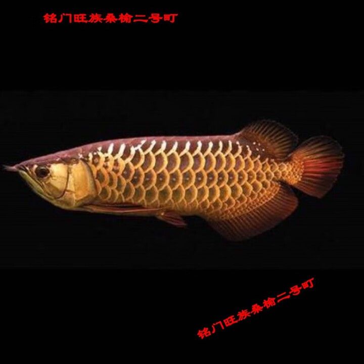 24K金龍魚的價格是多少？（24k金龍魚價格是多少）