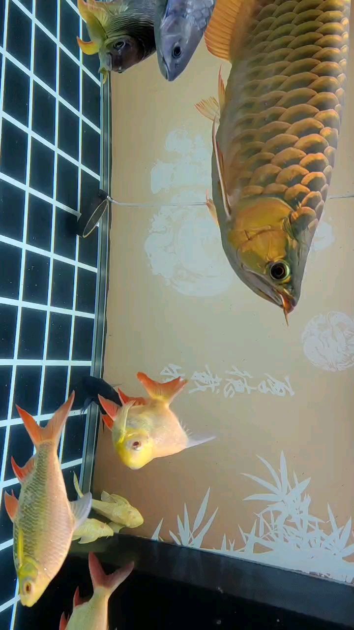 雙缸換水，繼續打卡…（雙缸換水技術在現代工業和農業中的應用及其重要性）