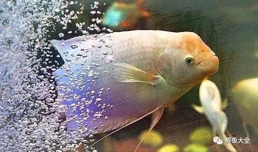 龍魚白點病和白毛病的治療方法（魚白點病和白毛病是兩種常見的水族箱疾病是兩種常見水族箱疾病）
