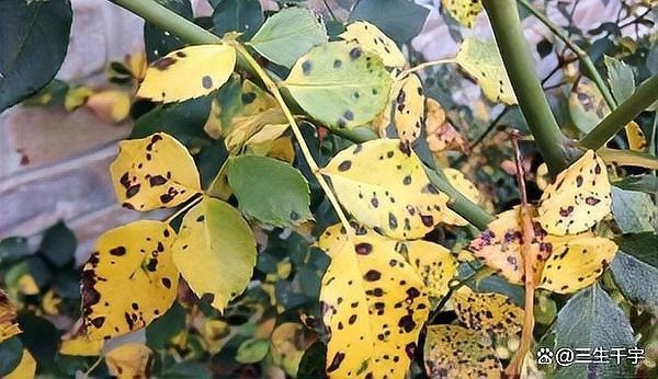 龍魚發黑會自愈嗎？（龍魚發黑可以自愈嗎）