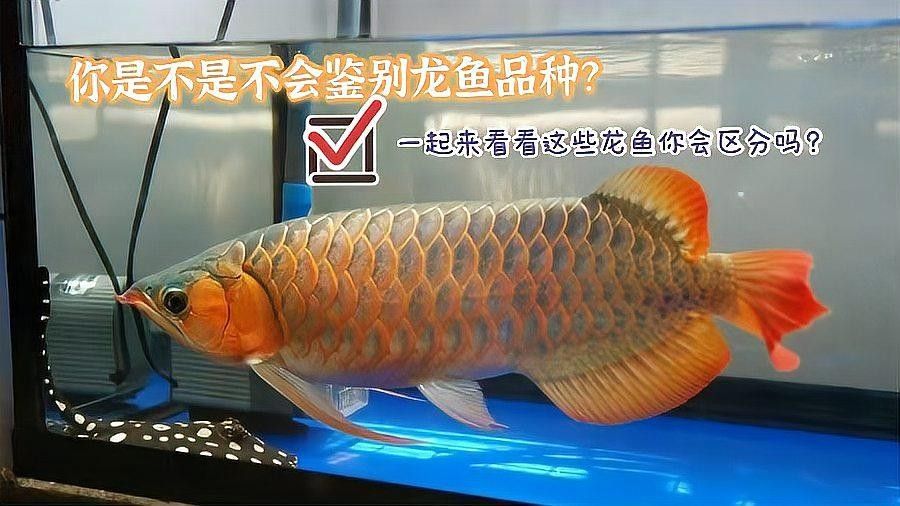 如何辨別龍魚的品種