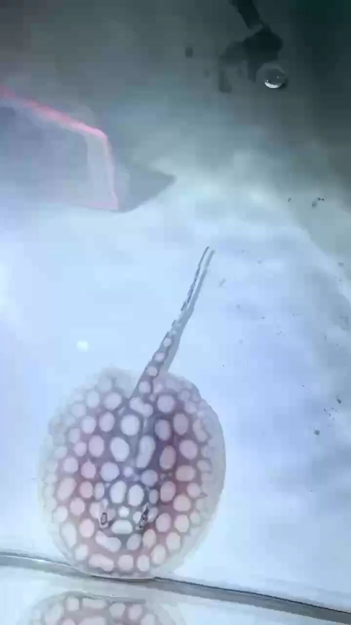 男神小魚便宜貨?。ā澳猩裥◆~便宜貨啊”是什么意思？）