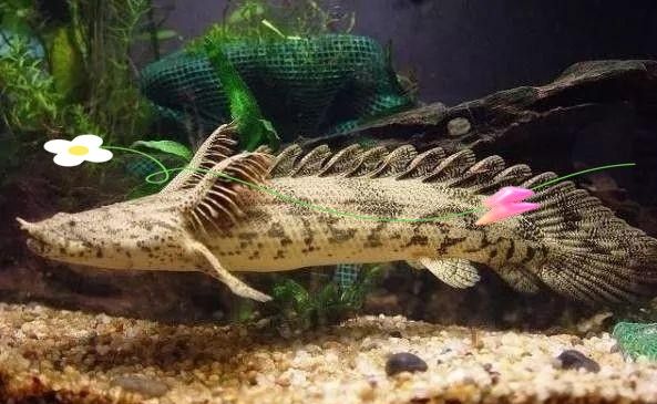 如何判斷虎斑恐龍魚是否成熟（判斷虎斑恐龍魚是否成熟，虎斑恐龍魚成熟度鑒別方法）