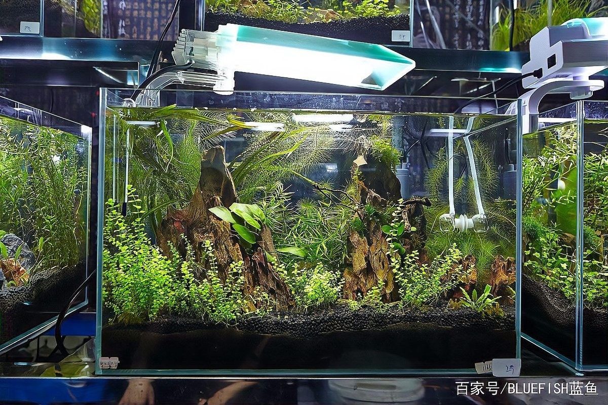 紅龍魚多久需要更換一次紅光燈（紅龍魚多久需要更換一次紅光燈，）