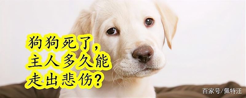 龍魚死亡后多久會走出陰影？（搜狐：龍魚死亡后多久能夠走出陰影的問題~）