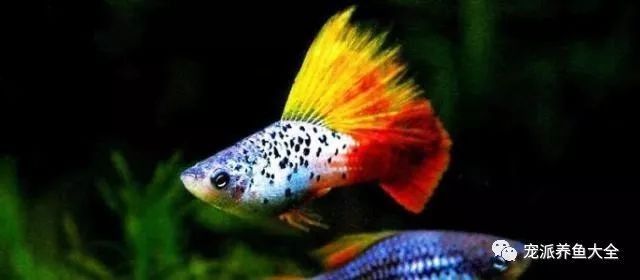 龍魚死亡后多久會走出陰影？（搜狐：龍魚死亡后多久能夠走出陰影的問題~）