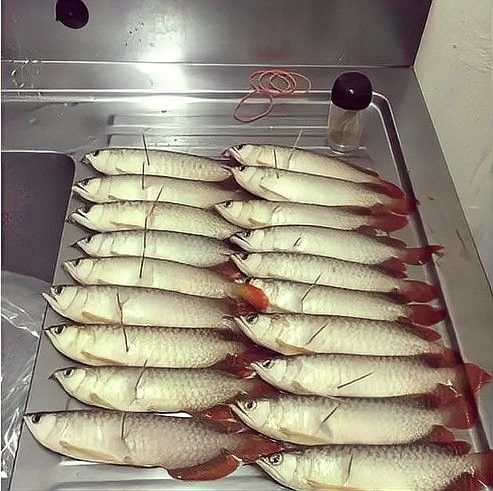 龍魚死亡后多久會走出陰影？（搜狐：龍魚死亡后多久能夠走出陰影的問題~）