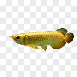 金龍魚壁紙有哪些尺寸（金龍魚壁紙常見尺寸）