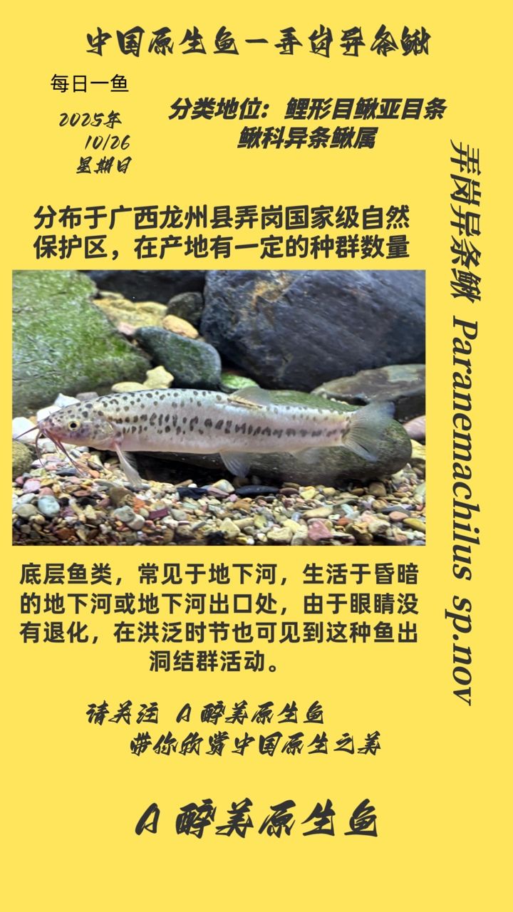 弄崗異條鰍（弄崗異條鰍的生存環(huán)境受到了一定程度的破壞，需要采取一系列措施）