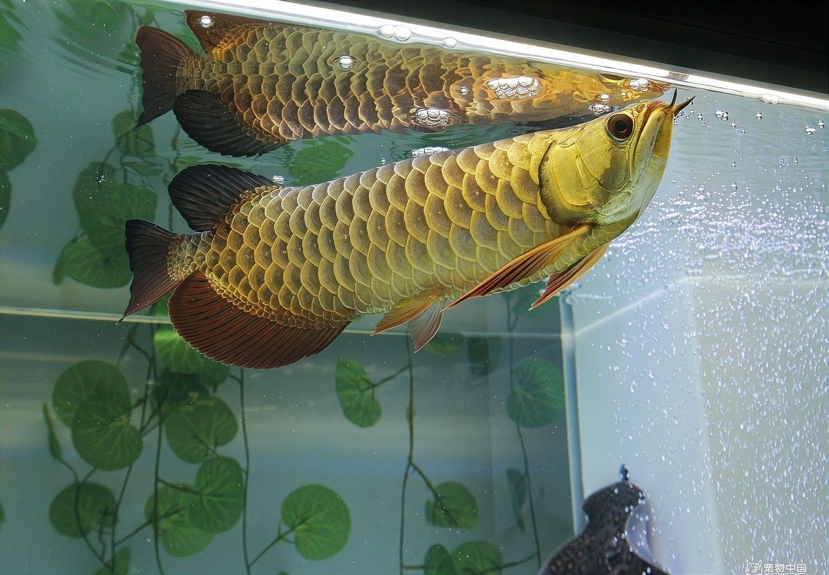 龍魚在哪些國家最受歡迎？（亞洲文化中具有悠久歷史和象征意義的觀賞魚之王龍魚）