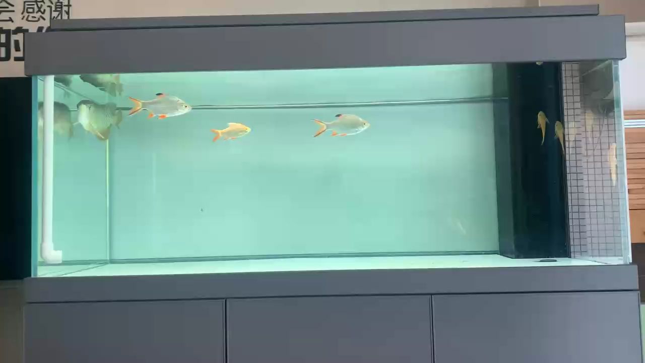 喂魚（喂魚是一項既有趣又有益的活動）