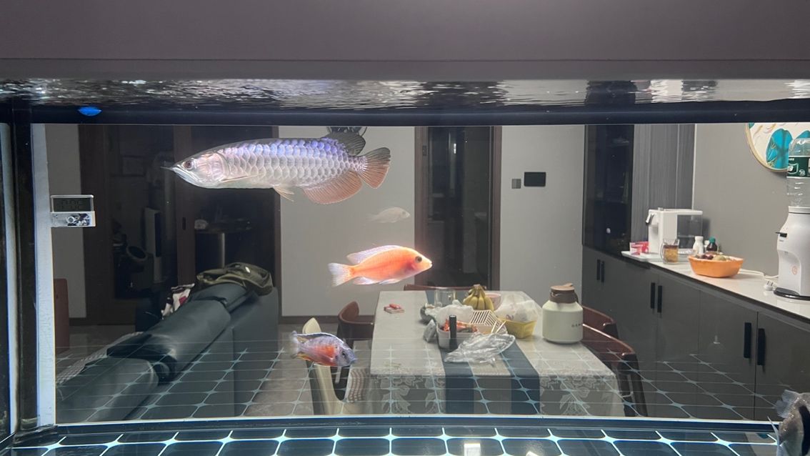 大掃除，魚缸徹底換新貌，（大掃除，魚缸徹底換新貌）