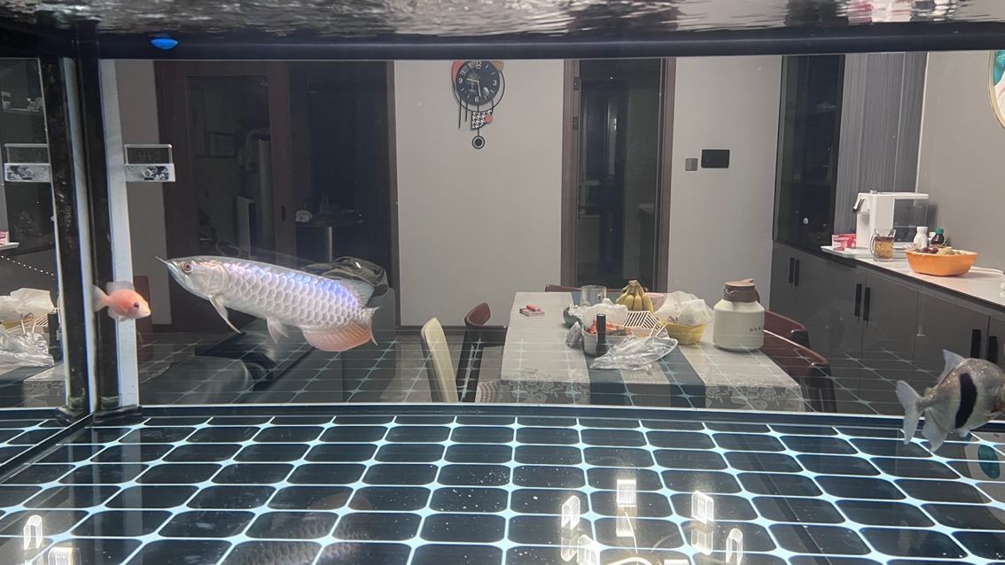大掃除，魚缸徹底換新貌，（大掃除，魚缸徹底換新貌）