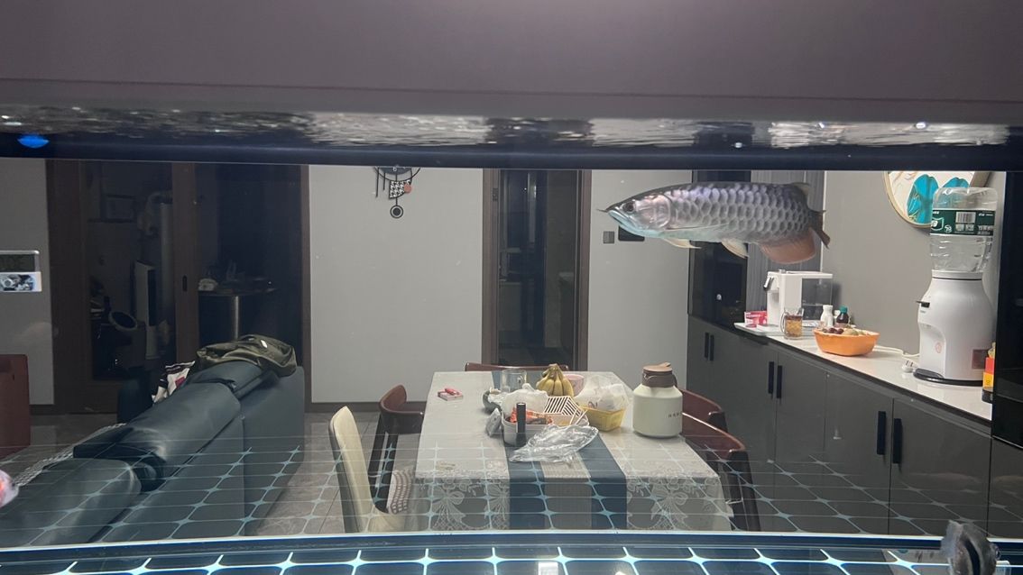 大掃除，魚缸徹底換新貌，（大掃除，魚缸徹底換新貌）