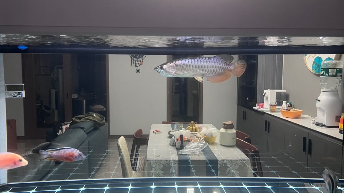 大掃除，魚缸徹底換新貌，（大掃除，魚缸徹底換新貌）