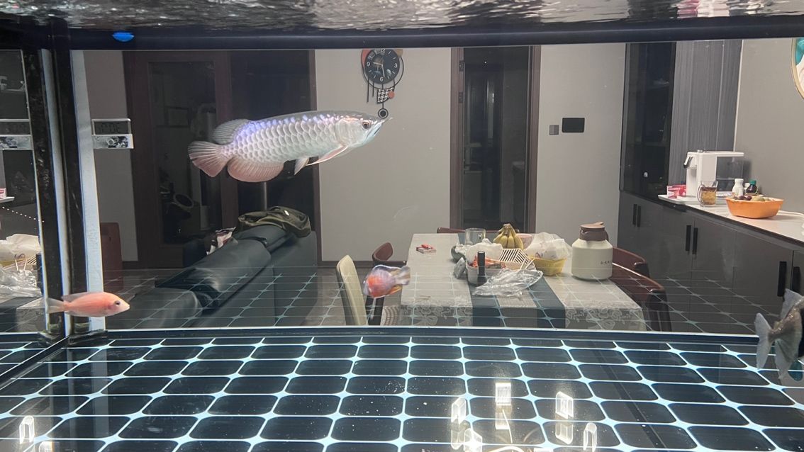 大掃除，魚缸徹底換新貌，（大掃除，魚缸徹底換新貌）