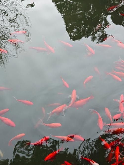 尼木哪個水族館龍魚好？祥龍魚場龍魚（北京市內與龍魚相關的水族館、魚場信息）