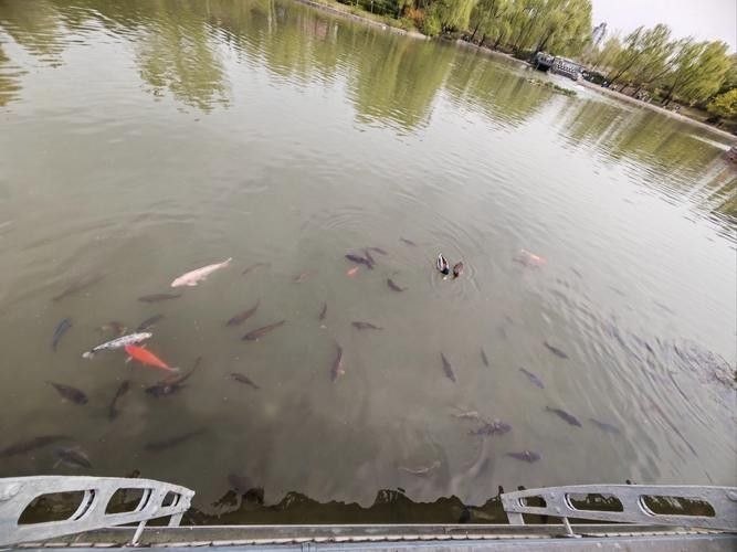 尼木哪個水族館龍魚好？祥龍魚場龍魚（北京市內與龍魚相關的水族館、魚場信息）