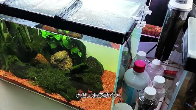 雷龍魚幼苗飼養難度大嗎（雷龍魚幼苗的飼養難度較高） 雷龍魚幼苗飼養難度大嗎（雷龍魚幼苗的飼養難度較高） 龍魚百科 第1張