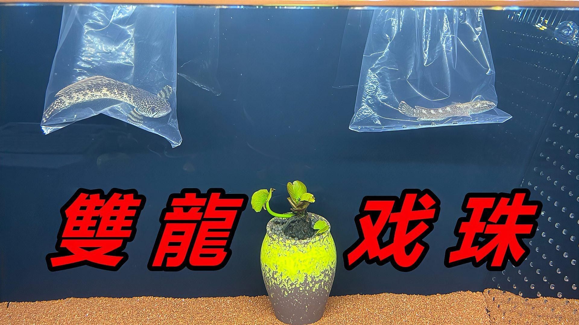 雷龍魚幼苗飼養難度大嗎（雷龍魚幼苗的飼養難度較高） 雷龍魚幼苗飼養難度大嗎（雷龍魚幼苗的飼養難度較高） 龍魚百科 第2張