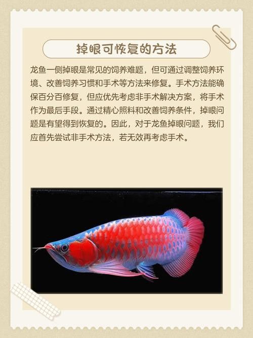 給我一些龍魚掉眼的恢復(fù)案例圖片（龍魚掉眼恢復(fù)案例）