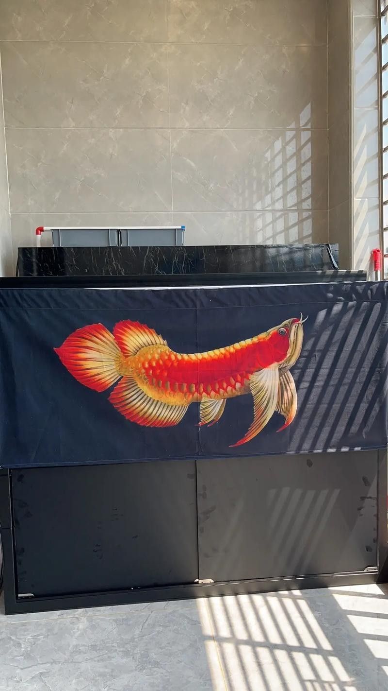 給我一些龍魚掉眼的恢復(fù)案例圖片（龍魚掉眼恢復(fù)案例）