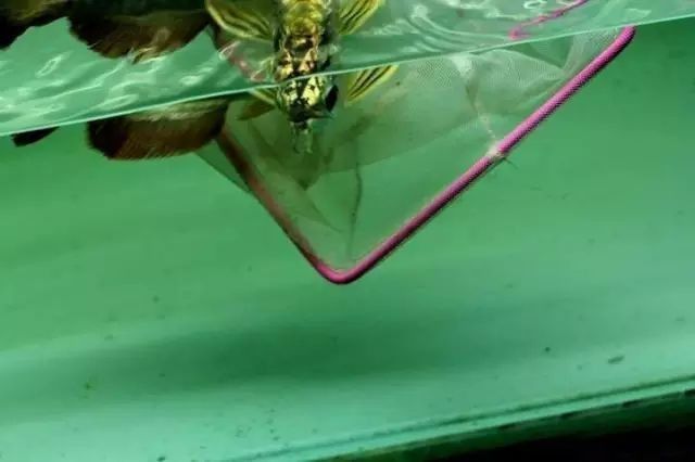 金龍魚爬背失敗后如何補救（金龍魚爬背失敗后多久能恢復(fù)金龍魚爬背失敗后還能恢復(fù)嗎）