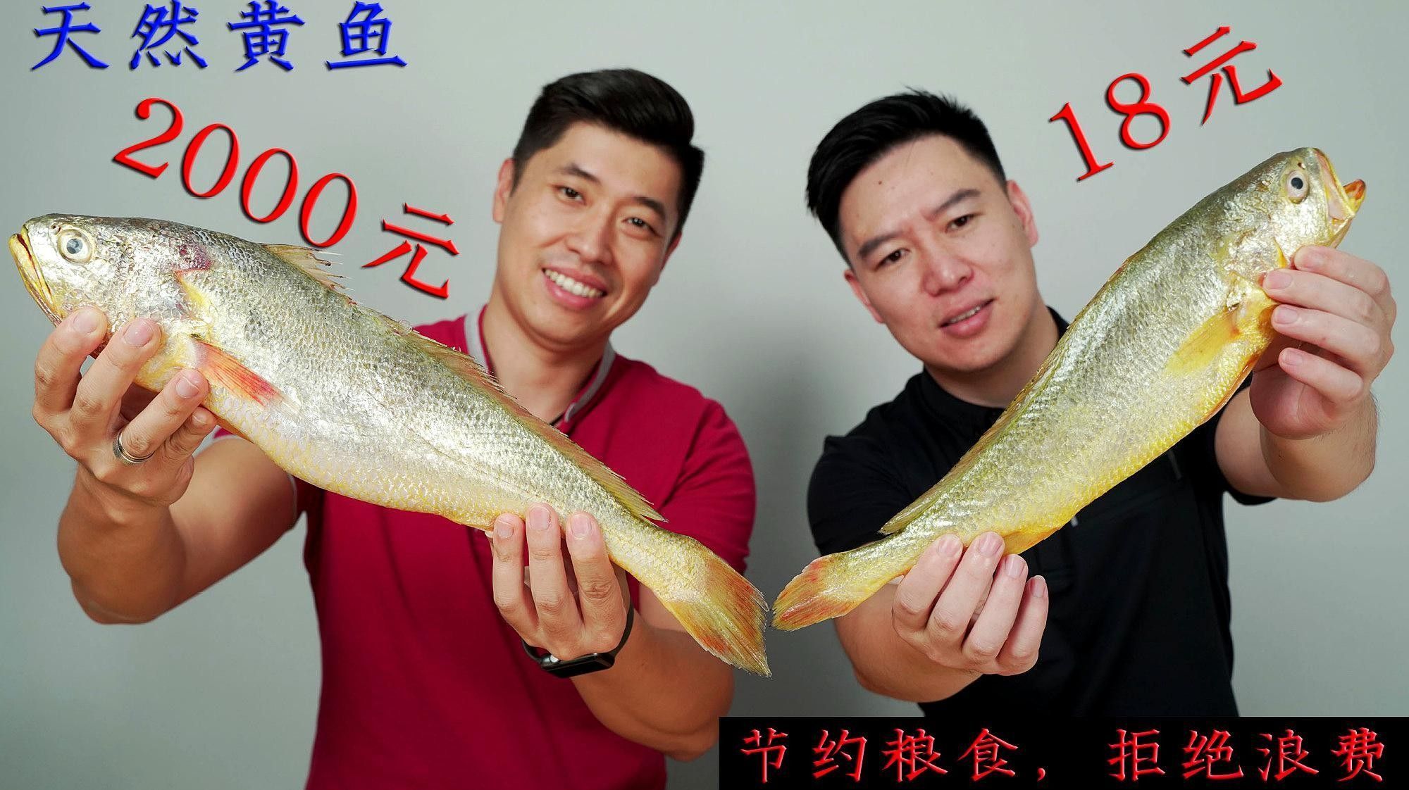 黃花魚和大黃魚哪個更好吃？（黃花魚和大黃魚到底差在哪里）