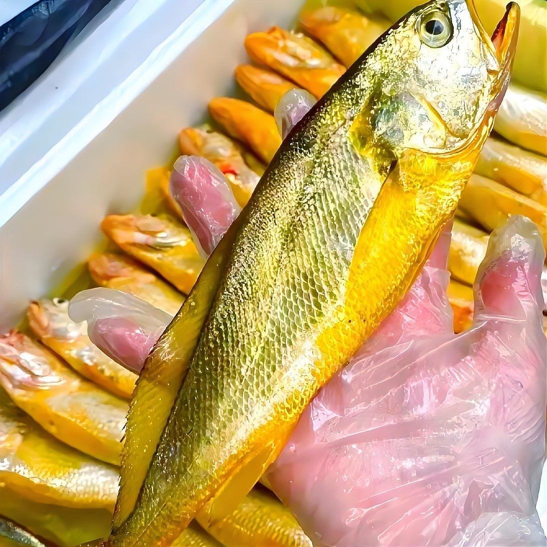 黃花魚和大黃魚哪個更好吃？（黃花魚和大黃魚到底差在哪里）