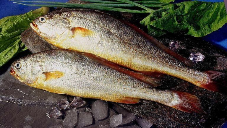 黃花魚和大黃魚哪個更好吃？（黃花魚和大黃魚到底差在哪里）