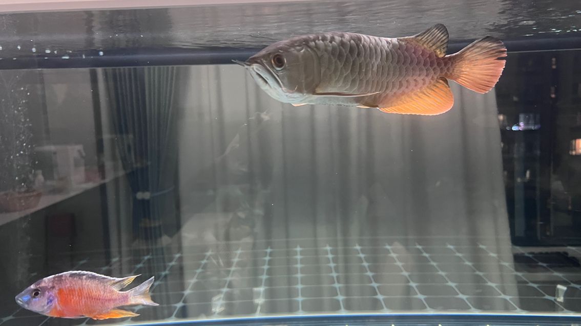徹底收拾收拾，又干凈如新，魚也很悠閑很舒（_人見人愛評論：給魚缸大掃除換新水新過濾）