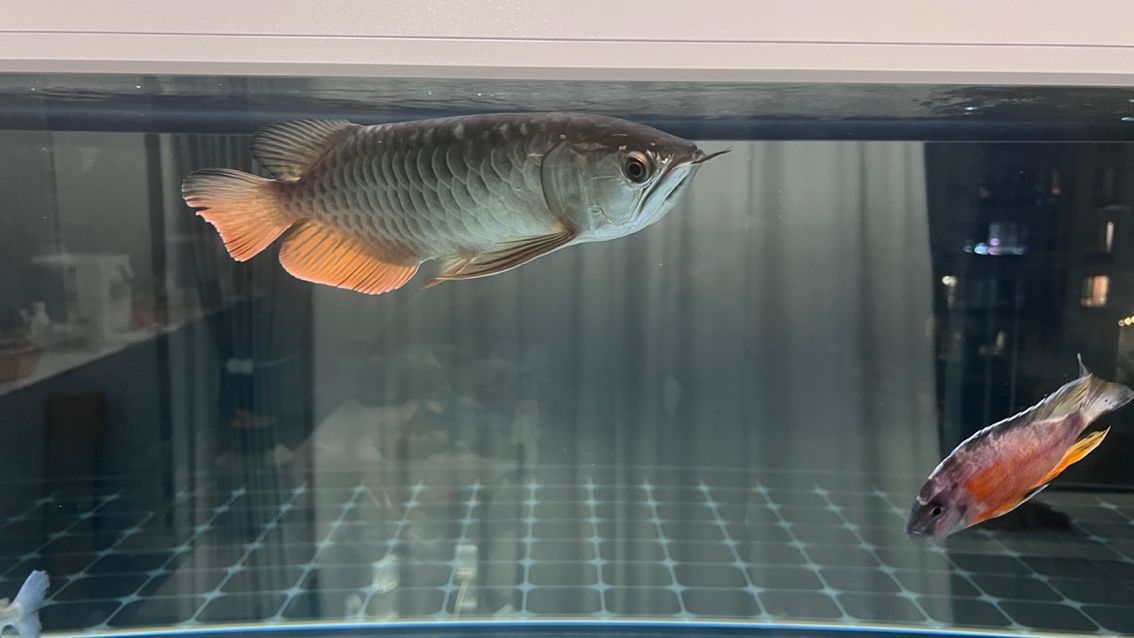 徹底收拾收拾，又干凈如新，魚也很悠閑很舒（_人見人愛評論：給魚缸大掃除換新水新過濾）