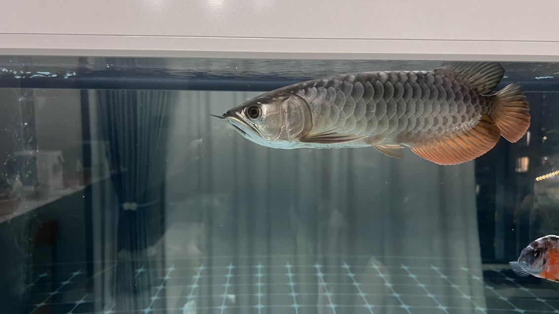 徹底收拾收拾，又干凈如新，魚也很悠閑很舒（_人見人愛評論：給魚缸大掃除換新水新過濾）