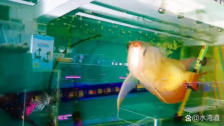 如何判斷金龍魚是否過背？（判斷金龍魚屬于過背品種需綜合以下核心特征進行鑒別）