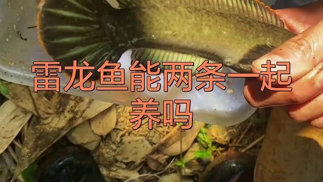 雷龍魚(yú)混養(yǎng)需要多久適應(yīng)（雷龍魚(yú)混養(yǎng)的基本原則）