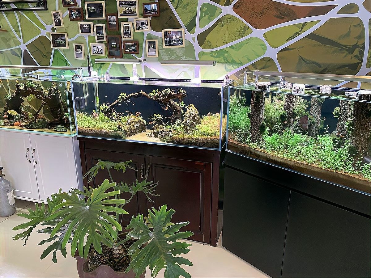 雷龍魚混養需要多久適應（雷龍魚混養的基本原則）