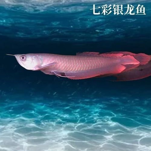 淡水龍魚的價格是多少？（淡水龍魚價格一般多少錢？）
