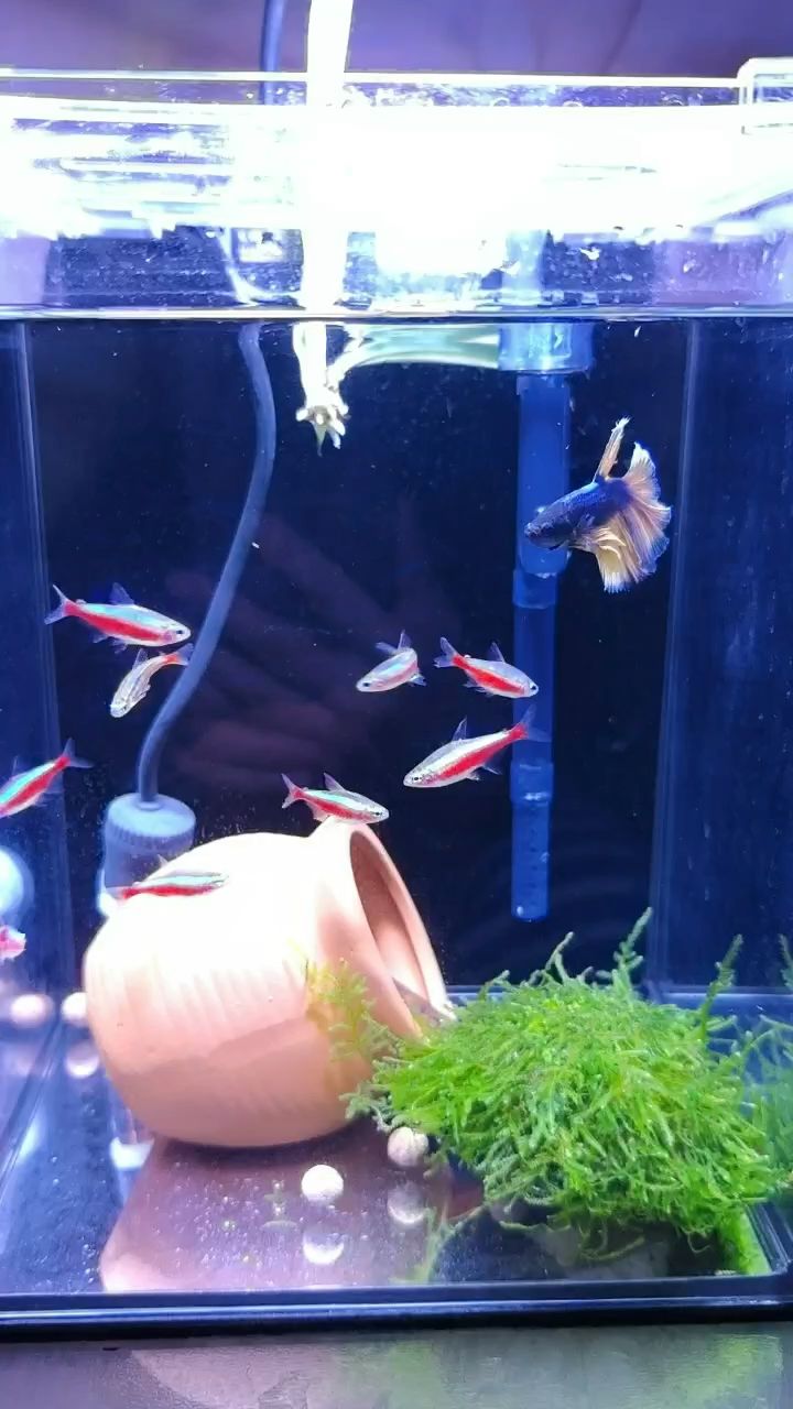 聰明的小斗魚