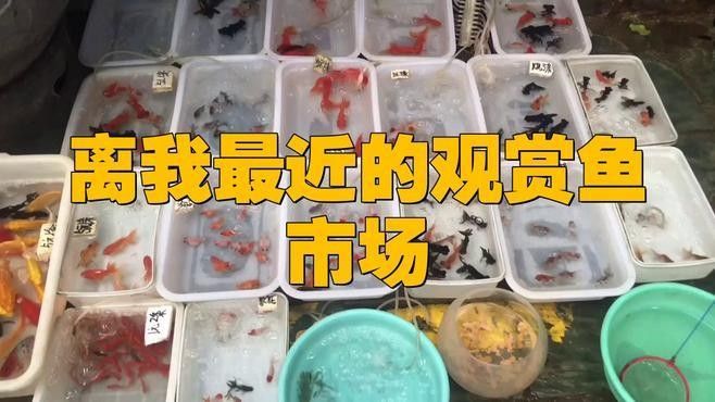 如何判斷黑云魚的健康狀況，如何判斷黑云魚的健康狀況？